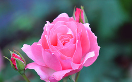 3d обои Розовая роза  цветы