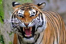 3d обои Злобный оскал тигра  тигры