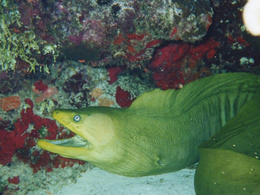 3d обои Мурена в засаде в подводных зарослях  рыбы