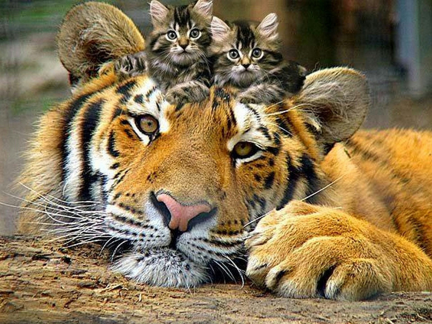 3d обои На голове тигра сидит пара котят  кошки # 45533