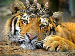 3d обои На голове тигра сидит пара котят  тигры