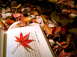 3d обои Японская книга и осенний лист  листья