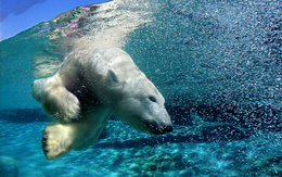 3d обои Белый медведь ныряет в океане  медведи
