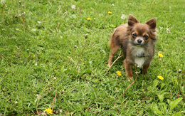 3d обои Немецкий Шпиц на траве  собаки