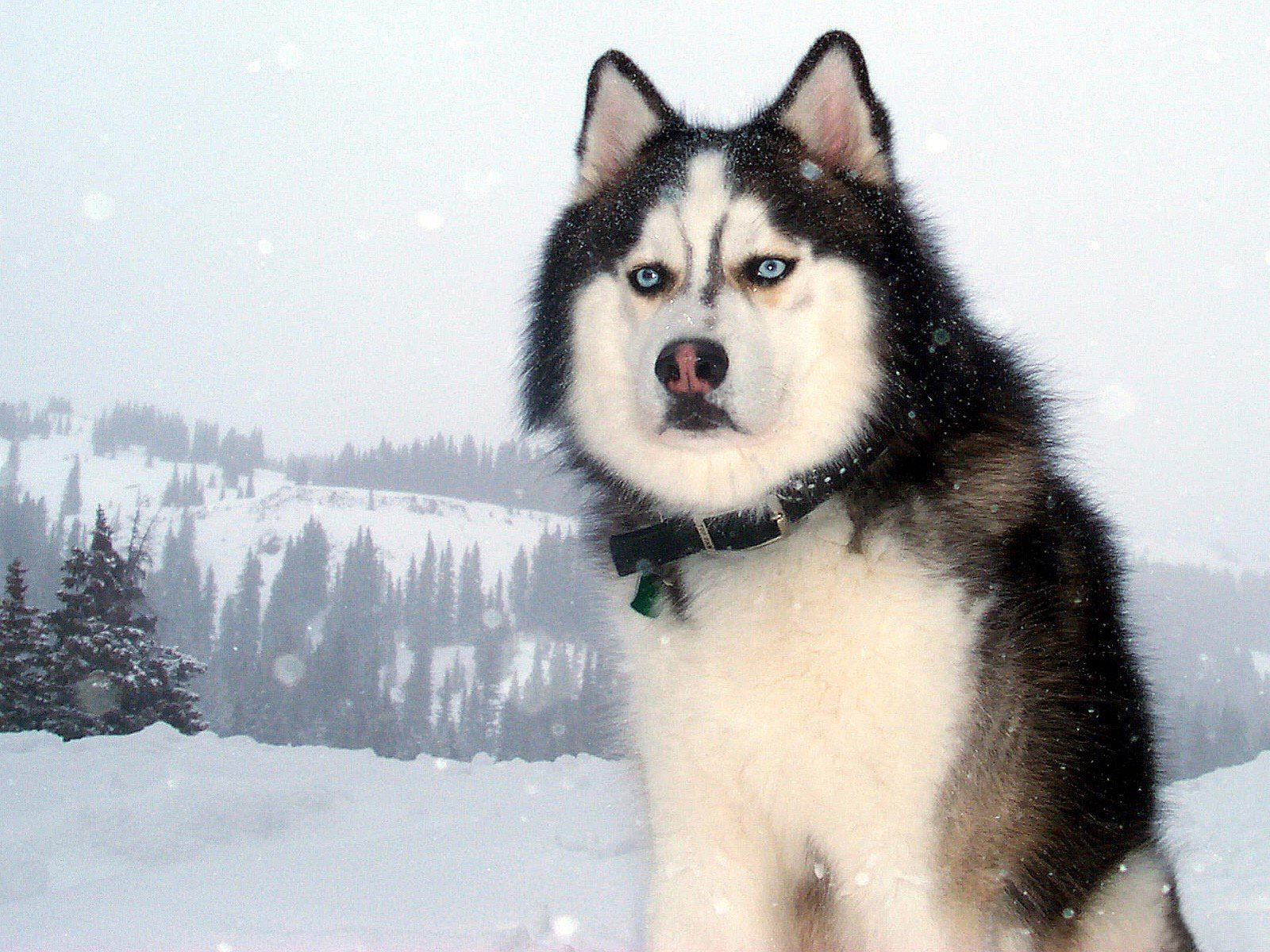 3d обои Собака Хаски в зимнем лесу  снег # 80429