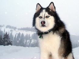 3d обои Собака Хаски в зимнем лесу  зима
