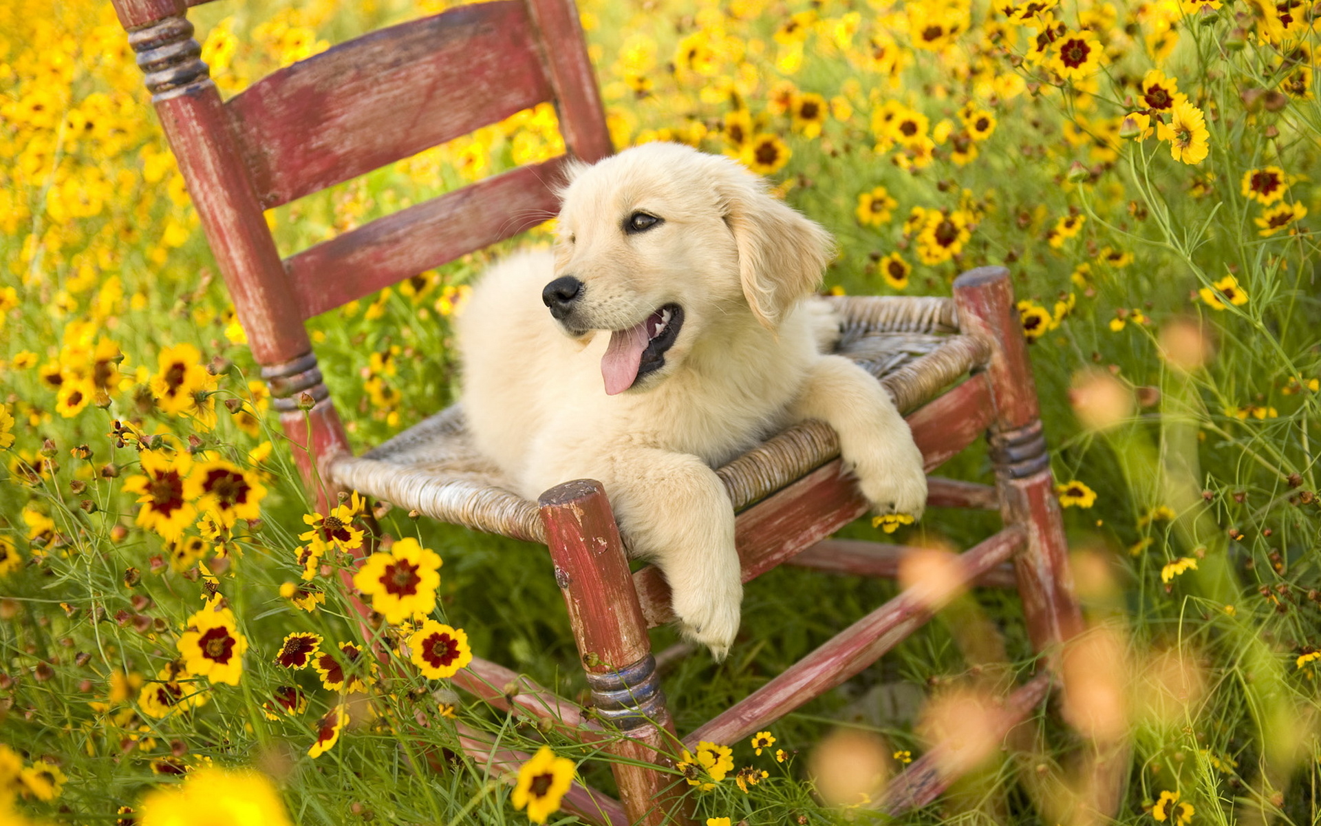 3d обои Лабрадор на стуле  в цветочном поле  собаки # 81118