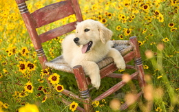3d обои Лабрадор на стуле  в цветочном поле  собаки