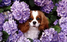 3d обои Японский Хин в цветущем саду  собаки