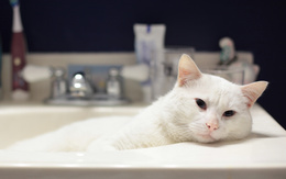 3d обои Белый кот лежит в ванной  кошки