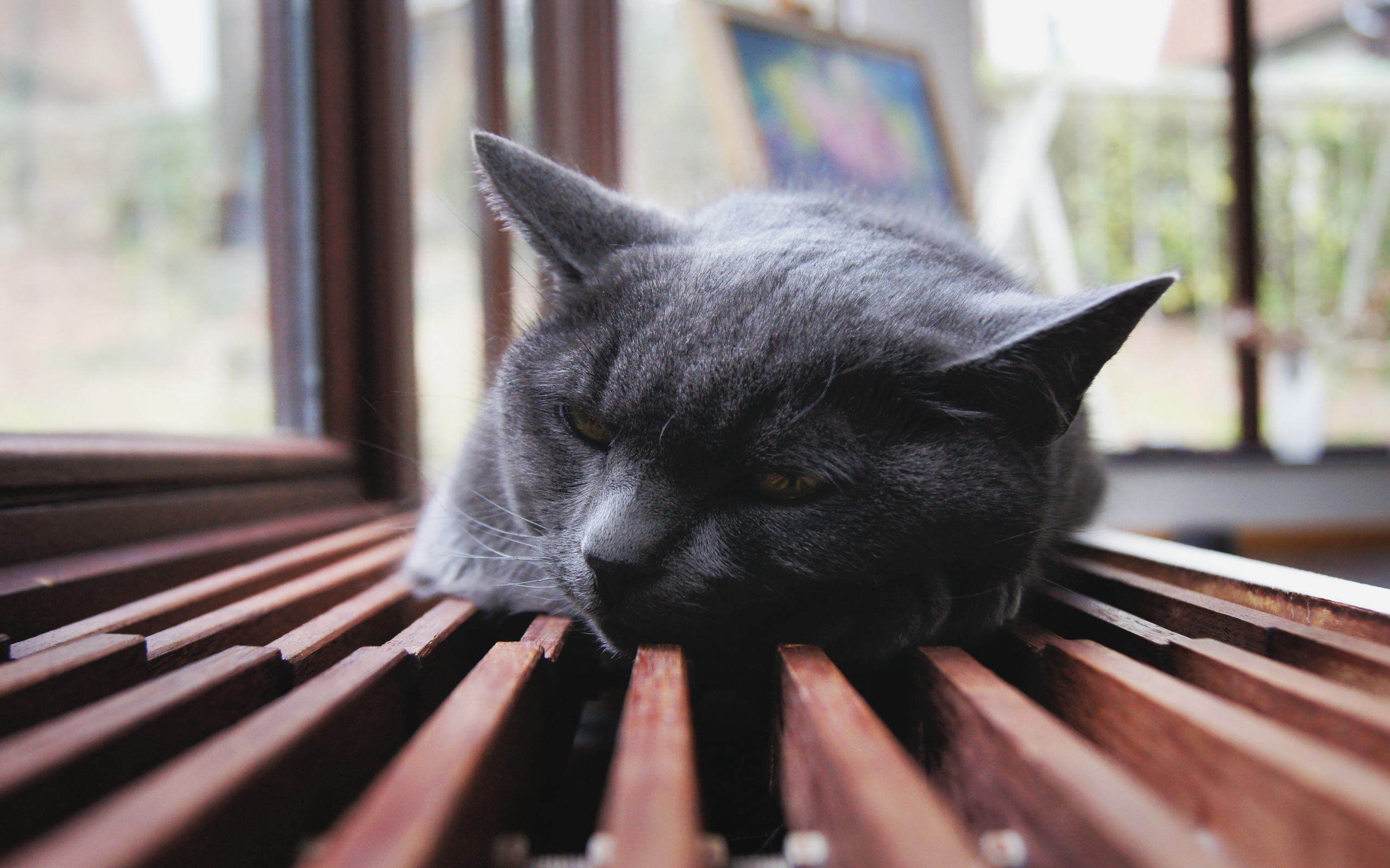 3d обои Серый британский кот спит на деревянном подоконнике  милые # 54775