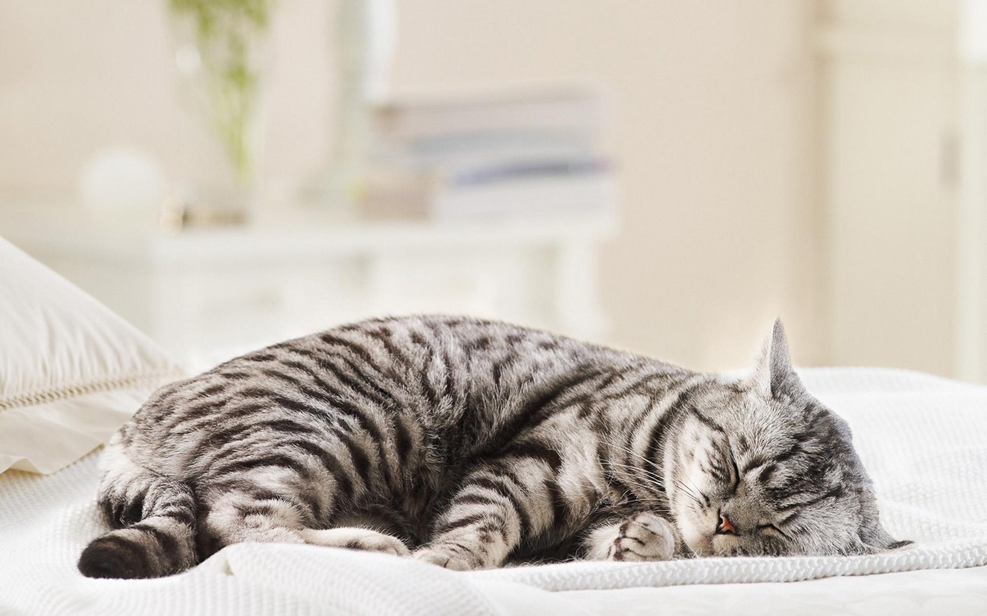 3d обои Толстая спящая кошка  милые # 54774