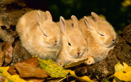 3d обои Три кролика на бревне с листьями  листья