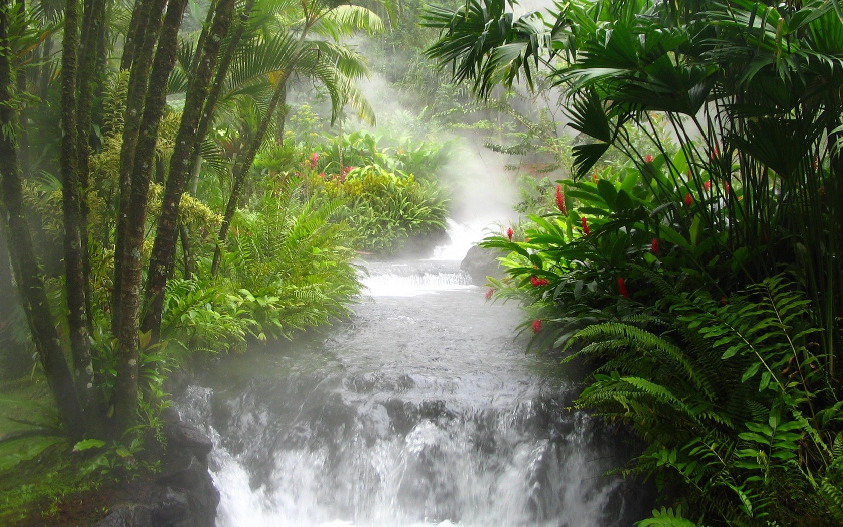 3d обои Природа красивые джунгли водопад папоротник  1680х1050 # 7631