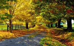 3d обои Осенний парк в солнечный день  листья