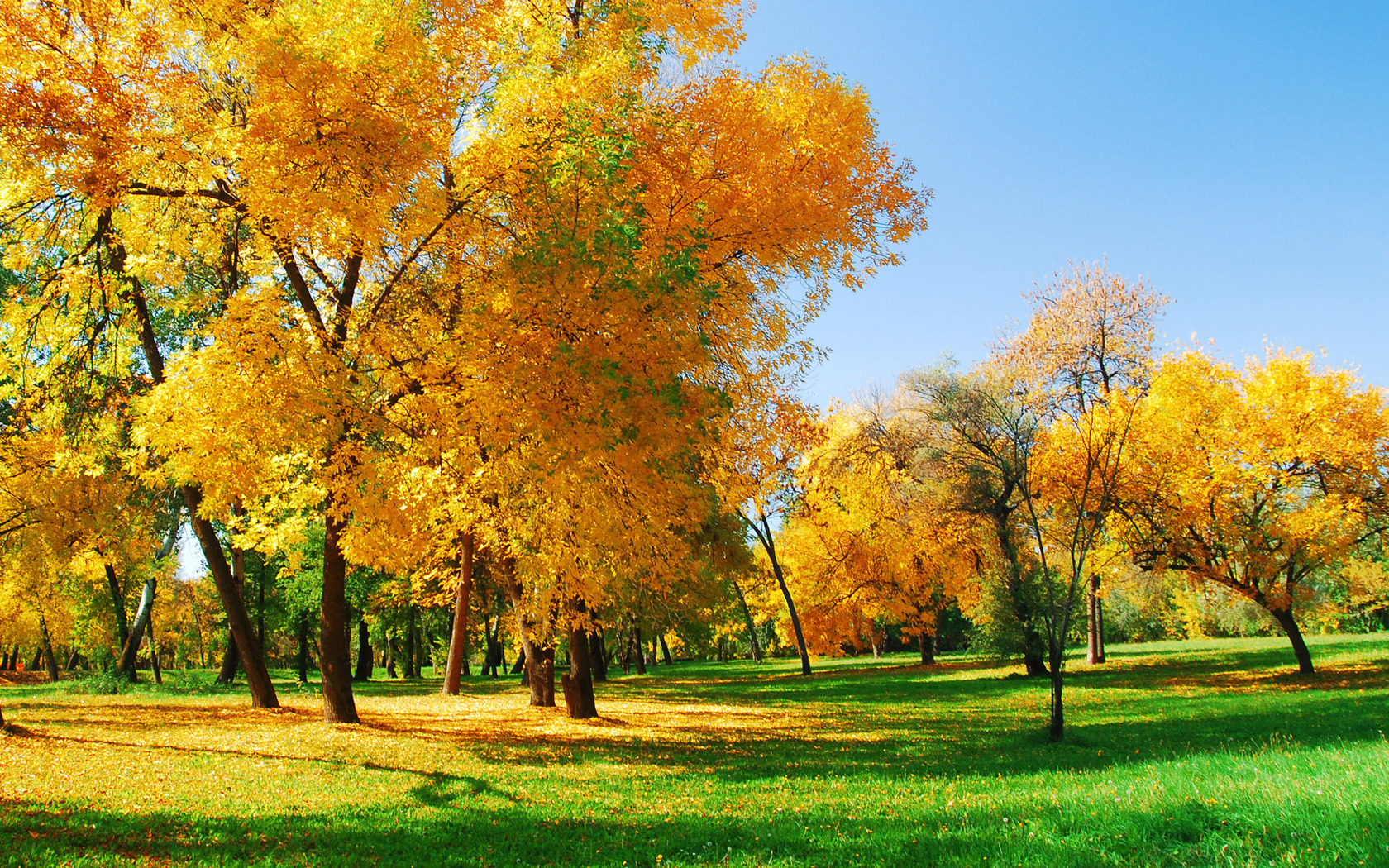 3d обои Осенние деревья в солнечный день  1680х1050 # 7620
