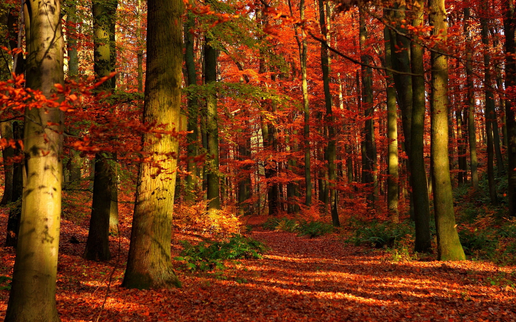3d обои Осенний лес  1680х1050 # 7619