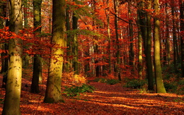 3d обои Осенний лес  листья