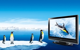3d обои Пингвины смотрят на монитор, на экране которого резвящийся пингвин  прикольные