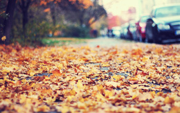 3d обои Осень в городе  листья