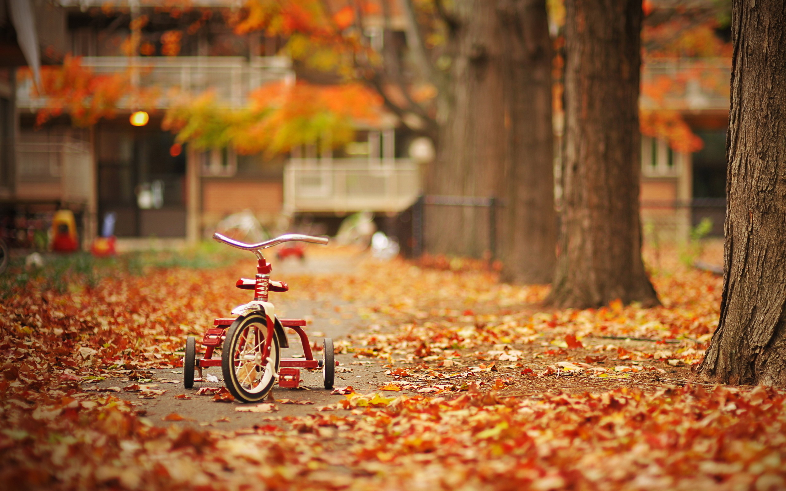 3d обои Осенний дворик и красный детский велосипед  город # 23978