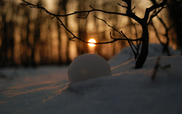 3d обои Снежный ком в зимнем лесу на закате  милые