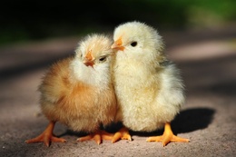 3d обои Два цыплёнка прижались друг к другу  милые