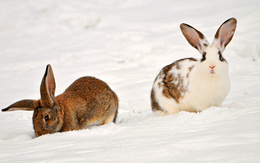 3d обои Два кролика на снегу  милые