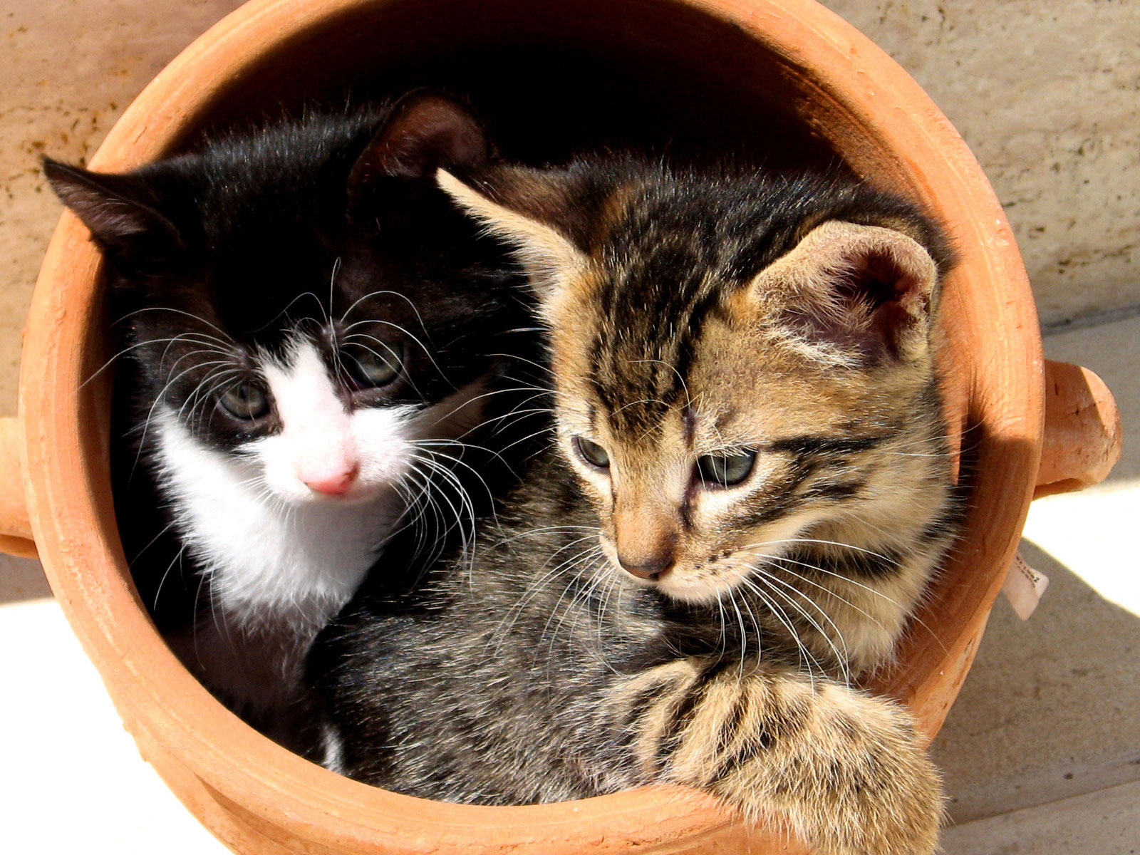 3d обои Котята забрались в глиняный горшок  кошки # 45522