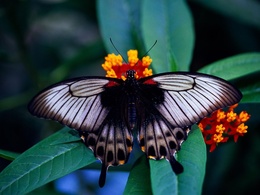 3d обои Красивая бабочка на цветке  1400х1050