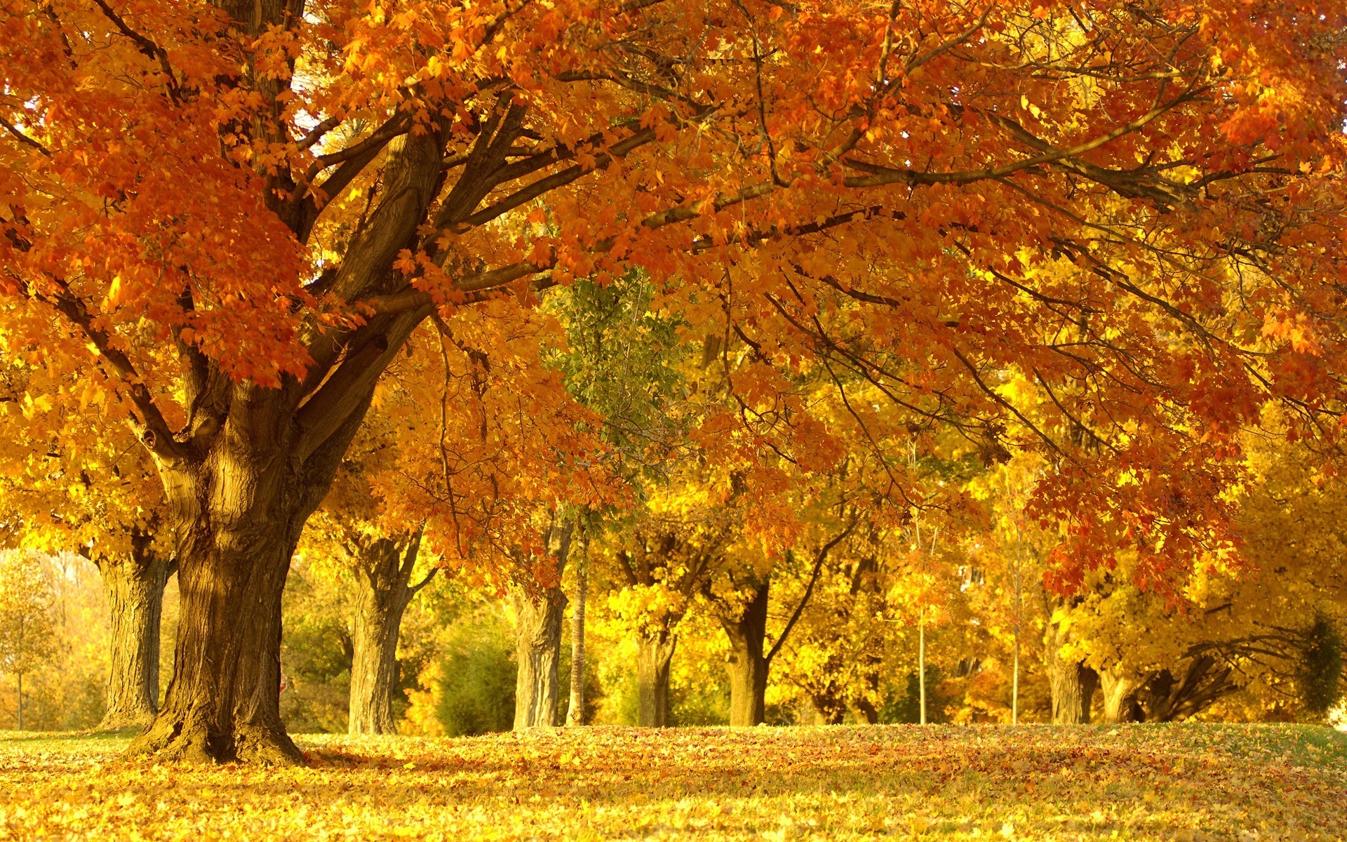 3d обои Осенние деревья в солнечный день  1920х1200 # 10406