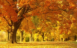 3d обои Осенние деревья в солнечный день  листья