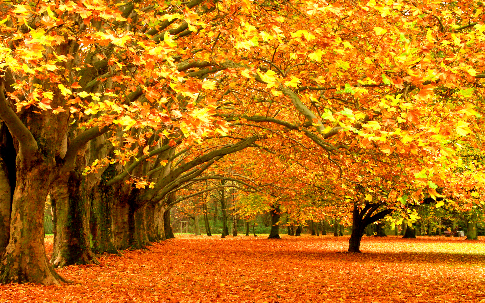 3d обои Осенние деревья в солнечный день  листья # 50715