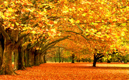 3d обои Осенние деревья в солнечный день  листья