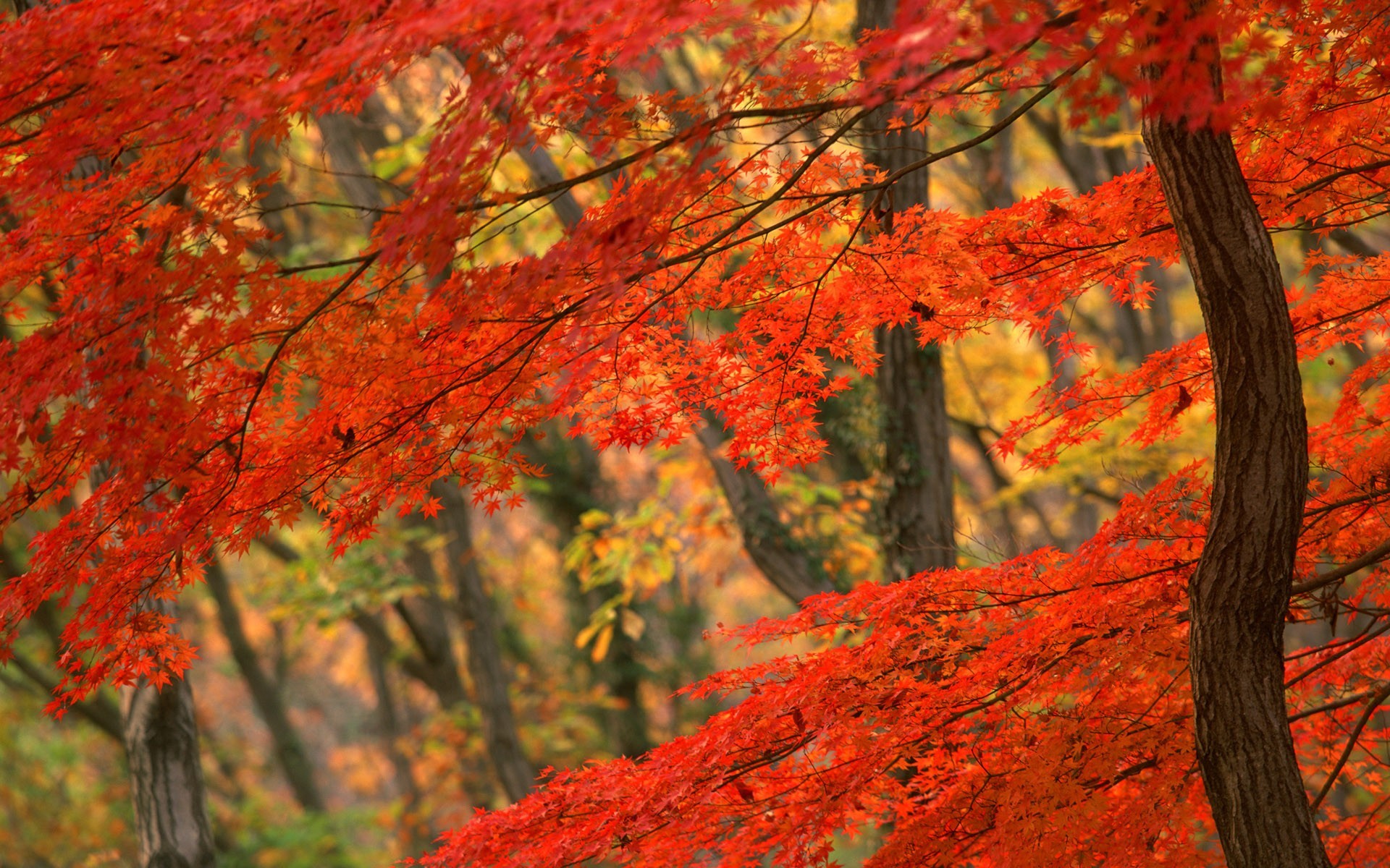 3d обои Осенний лес  листья # 50713