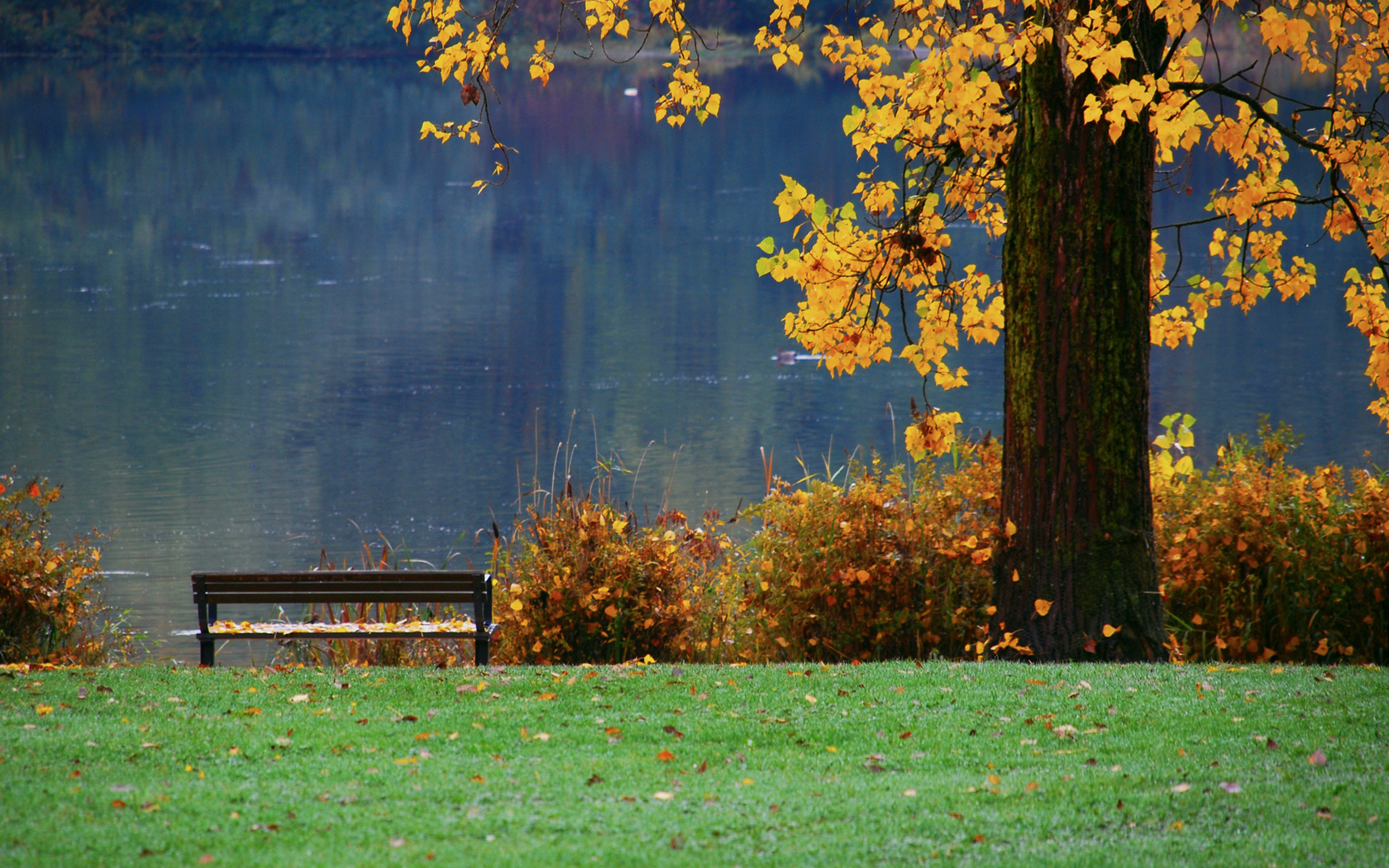 3d обои Осенний парк у озера  1680х1050 # 7581