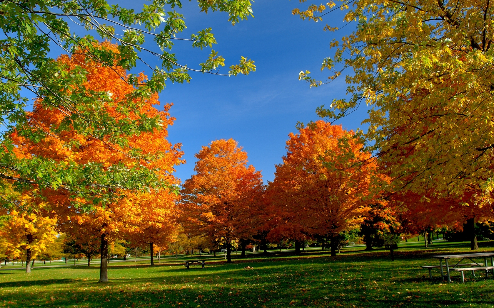 3d обои Осенние деревья в солнечный день  1680х1050 # 7560