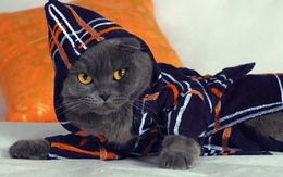 3d обои Серый кот в халате  кошки