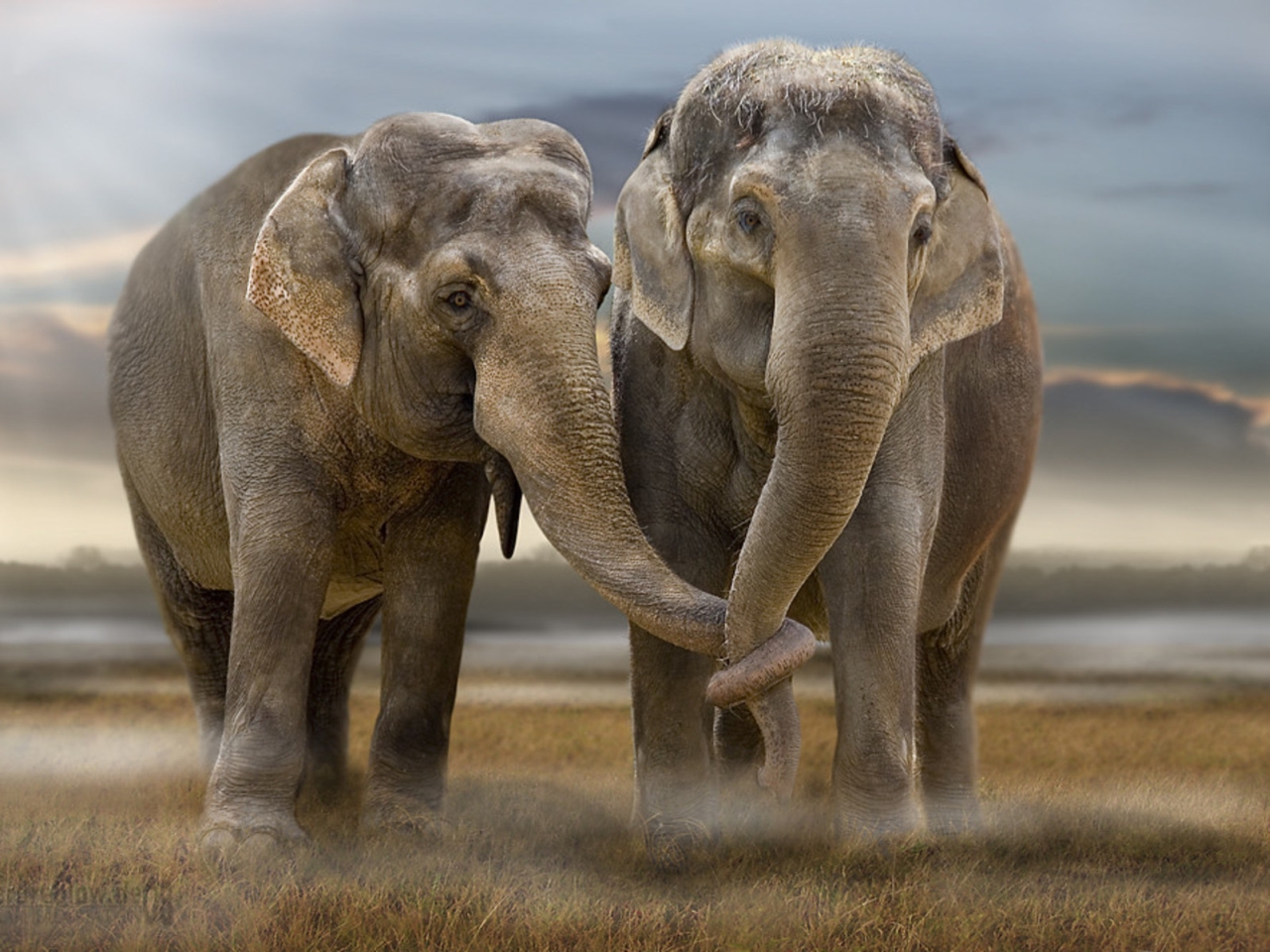 3d обои Слоновья любовь  животные # 37998