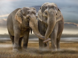 3d обои Слоновья любовь  животные