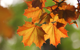 3d обои Осенняя ветка клена  листья