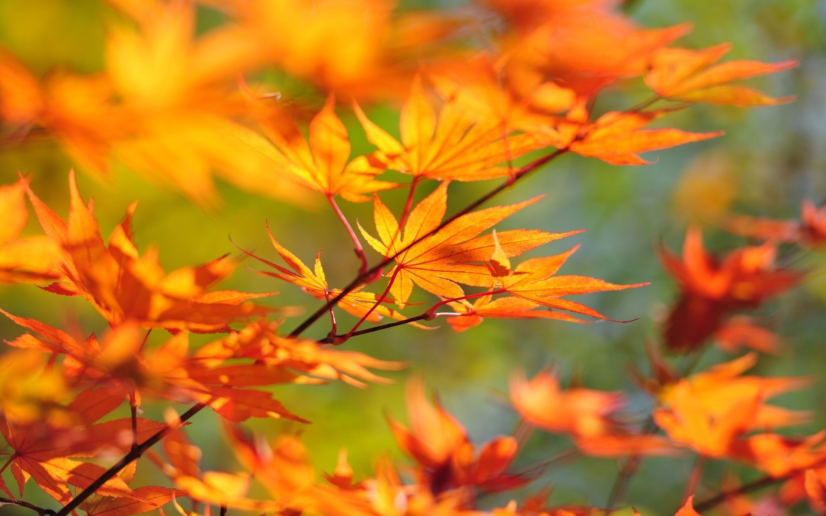 3d обои Осенняя ветка  листья # 50687