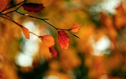3d обои Осенняя ветка  листья