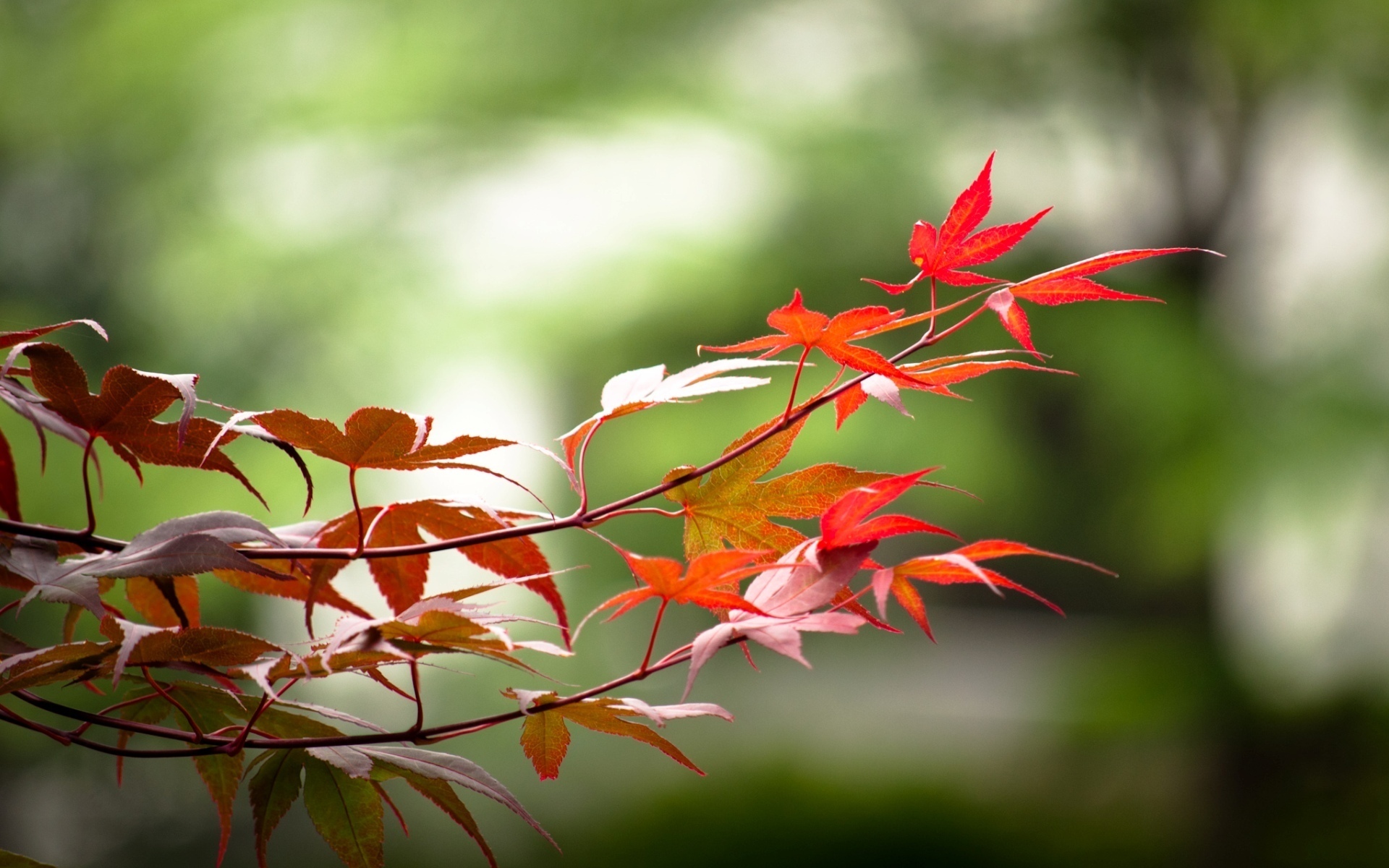 3d обои Осенняя веточка  листья # 50701