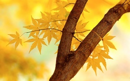 3d обои Красивое осеннее дерево  осень