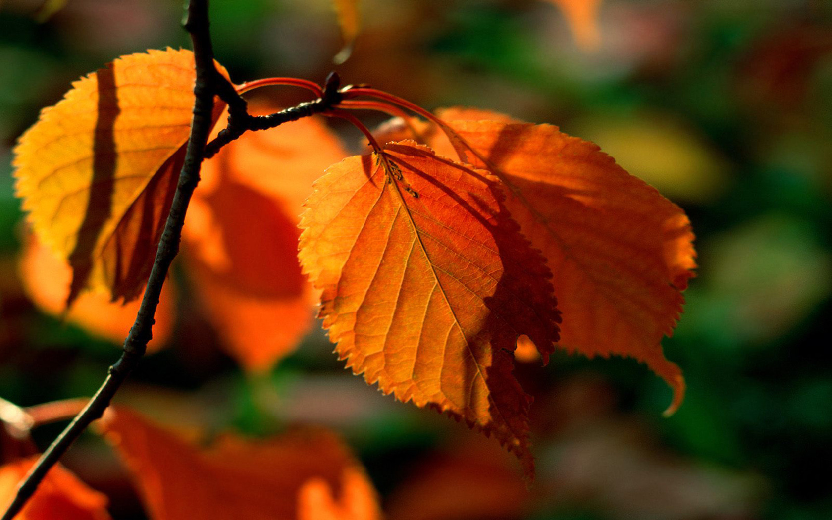3d обои Осенняя веточка  листья # 50678