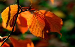 3d обои Осенняя веточка  листья