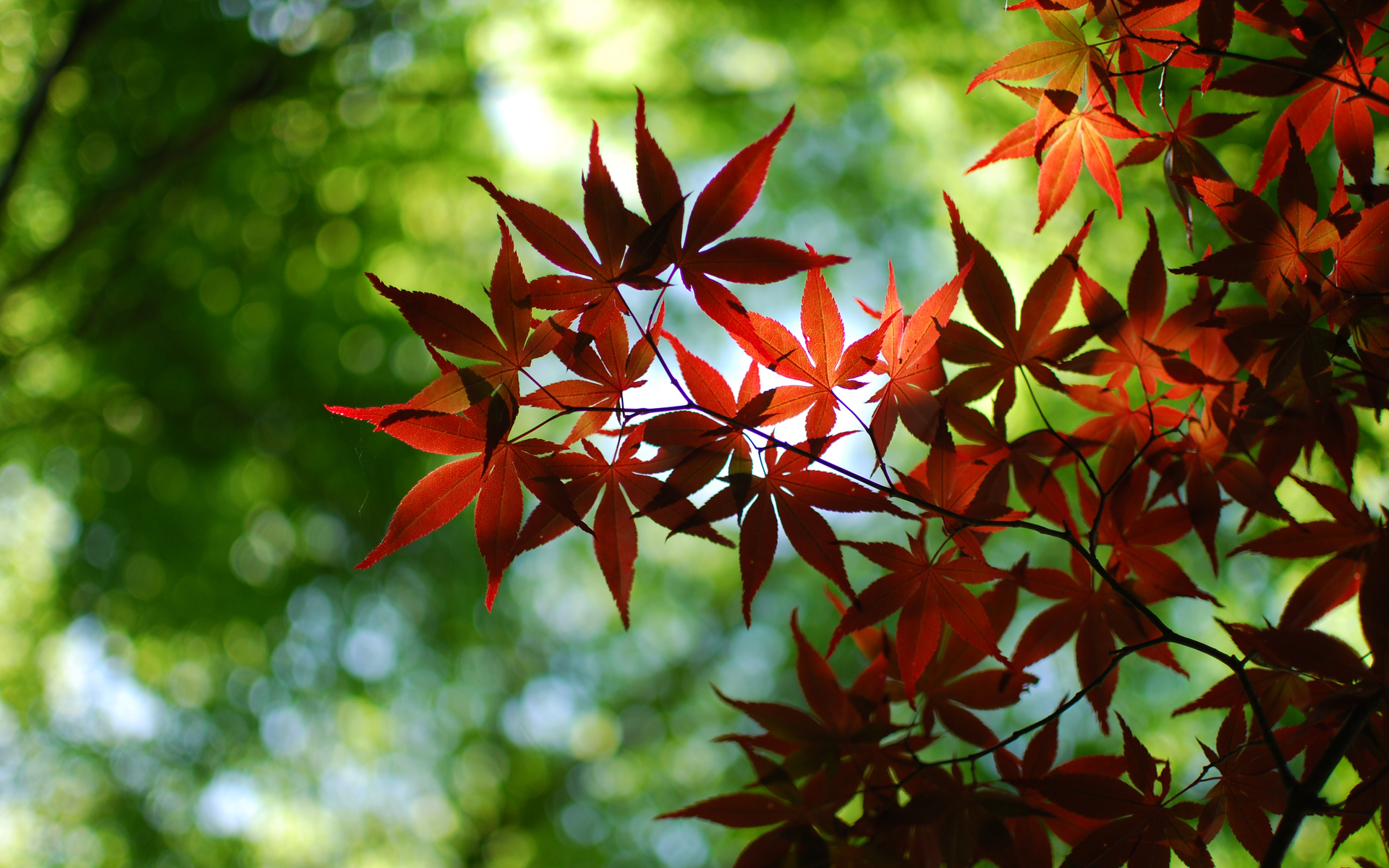 3d обои Осенние ветки с яркими листьями  макро # 52079
