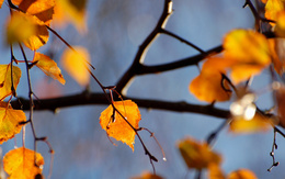 3d обои Осенняя ветка  листья
