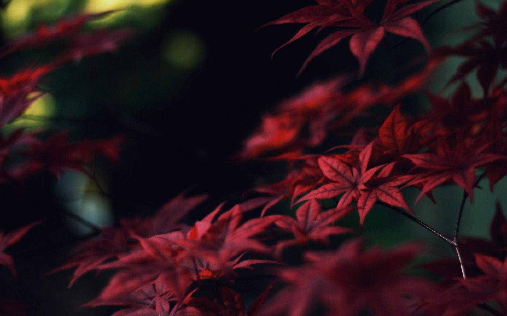 3d обои Осенняя ветка с красивыми листьями  макро # 52094